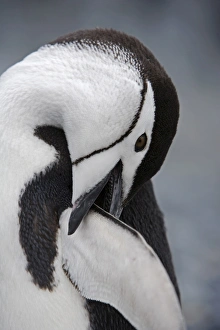 Adventure Travel Gallery: Chinstrap Penguin