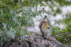 Shores Prints: Chipmunk eating nut on the shores of Convict Lake in the Eastern Sierrras