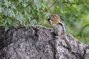 Feeding Prints: Chipmunk feeding on a nut, Convict Lake, California, USA. Summer (August) 2025