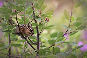 Chipmunk Prints: Chipmunk, Yoho National Park, British Columbia, Canada
