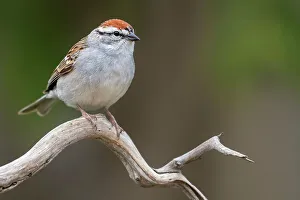 Sparrow Prints: Chipping Sparrow (Spizella passerina), Ontario, Canada