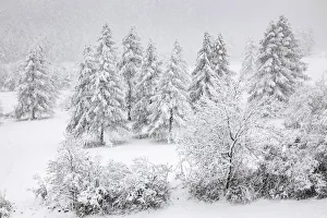 Oaks Prints: Chisone Valley (Valle Chisone), Turin province, Piedmont, Italy, Europe