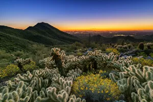 Images Dated 17th April 2018: Cholla Cacti & Brittlebush at Sunset, Scottsdale, Arizona, USA