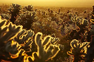 Cholla Cactus Garden, Joshua Tree National Park, California, USA