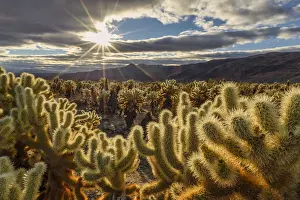 Southwest Prints: Cholla Cactus Garden at Sunrise, Joshua Tree National Park, California, USA