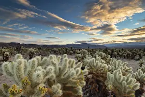 The Cholla Cactus Garden at Sunrise, Joshua Tree National Park, California, USA