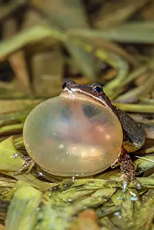 Vernal Pool Prints: Chorus Frog (Pseudacris triseriata) with vocal sac fully inflated while chorusing in a vernal pond near Thornton