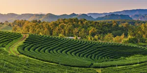 Choui Fong Tea Plantation, Mae Chan, Chiang Rai, Thailand