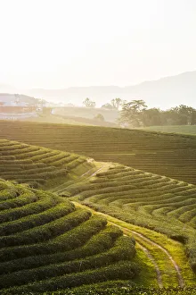 Choui Fong Tea Plantation, Mae Chan, Chiang Rai, Thailand
