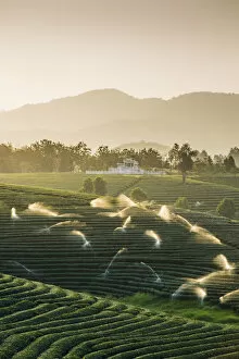 Choui Fong Tea Plantation, Mae Chan, Chiang Rai, Thailand