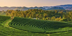 Images Dated 2nd January 2018: Choui Fong Tea Plantation, Mae Chan, Chiang Rai, Thailand
