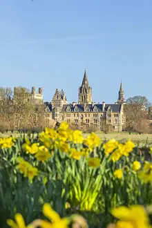 Daffodils Prints: Christchurch college, Oxford, Oxfordshire, England