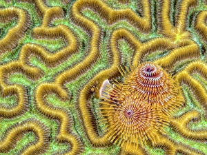 Invertebrate Prints: Christmas Tree Worm (Spirobranchus giganteus)