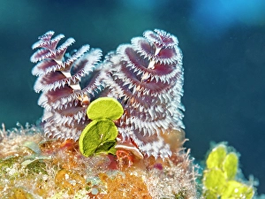 Invertebrate Prints: Christmas Tree Worm (Spirobranchus giganteus)