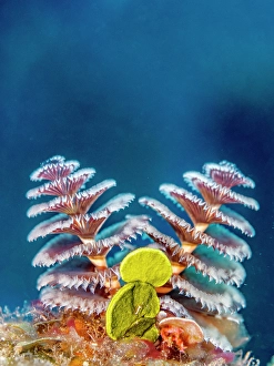 Invertebrate Prints: Christmas Tree Worm (Spirobranchus giganteus)
