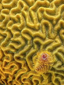 Invertebrate Prints: Christmas Tree Worm (Spirobranchus giganteus) on Symmetrical Brain Coral (Pseudodiploria strigosa)