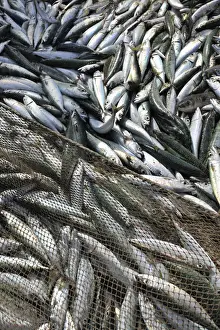 Covers Prints: Chub mackerel (Scomber japonicus) catched by the traditional fishing method xavega