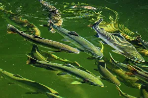Migrants Prints: Chum salmon in Ketchikan Creek, returning to spawn