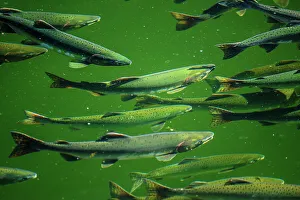 Migrants Prints: Chum salmon in Ketchikan Creek, returning to spawn