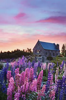 Lakeside Prints: The church of the Good Shepherd with lupins in bloom by the lake at sunrise at Tekapo
