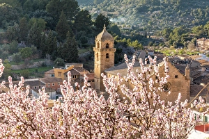 Fruit Tree Prints: Church in the old town of Bunyola with blooming almond tree