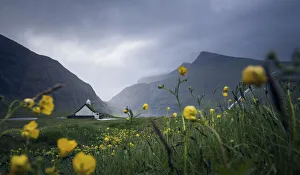 Images Dated 17th January 2022: The church in Saksun surrounded by yellow flowers and grass. Faroe Islands