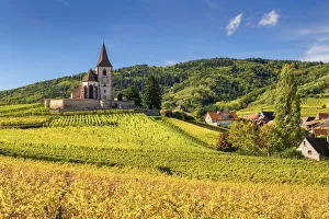 Agricultural Prints: Church & Vineyards in Autumn, Hunawihr, Alsace, France