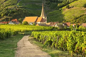 Church and vineyards, Rodern, Alsace, Alsatian Wine Route, Haut-Rhin, France