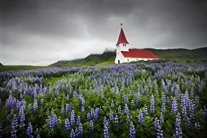 Church in Wild Lupins, Vik, Iceland