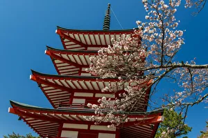 Cherry Tree Prints: Chureito pagoda with blooming cherry tree, Fujiyoshida, Yamanashi Prefecture, Japan