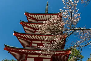 Images Dated 18th June 2014: Chureito pagoda with blooming cherry tree, Fujiyoshida, Yamanashi Prefecture, Japan