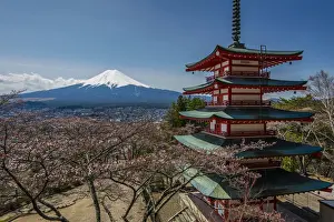 Cherry Tree Prints: Chureito pagoda with blooming cherry trees and Mount Fuji in the background, Fujiyoshida