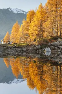 Larix Prints: Cima de val Loga piz and autumn larches reflected on Azzurro lake, Motta, Campodolcino