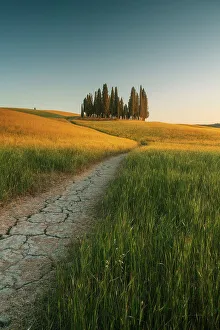 Produce Gallery: The Cipressi di San Quirico d'Orcia taking the last light of the day on a late spring sunset