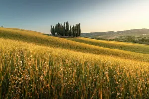 Images Dated 24th January 2023: The Cipressi di San Quirico d'Orcia taking the last light of the day on a late spring sunset