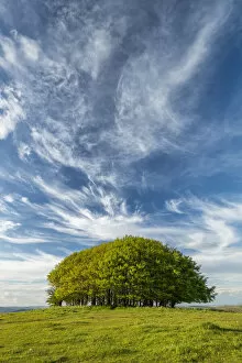 Cirrus Clouds over Beech Trees, Win Green Hill, Wiltshire, England