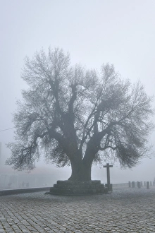 Premium Selects 2024 Prints: The city of Trancoso with fog. Beira Alta, Portugal
