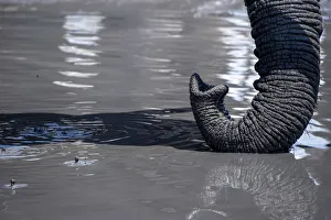 Tusks Prints: Ckose up of African Elephant trunk in waterhole, Serengeti, Tanzania, Africa