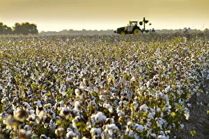Images Dated 10th January 2017: Clarksdale, Mississippi, Cotton Field, Delta