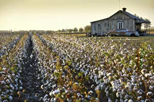 Images Dated 10th January 2017: Clarksdale, Mississippi, Cotton Field, Delta