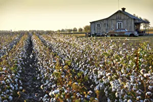 Images Dated 10th January 2017: Clarksdale, Mississippi, Cotton Field, Delta