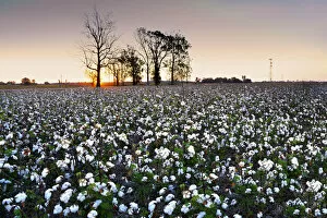 Images Dated 10th January 2017: Clarksdale, Mississippi, Cotton Field, Delta, Sunrise
