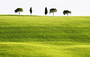 Tuscany Prints: Classic Tuscan landscape, near San Quirico, Valle de Orcia, Tuscany, Italy