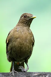 Perching Bird Prints: Clay-coloured thrush (Turdus grayii)