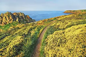 Logan Rock Prints: Cliff landscape at Pednvounder Beach with broom - United Kingdom, England, Cornwall
