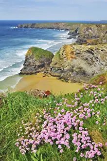 Newquay Prints: Cliff landscape with thrifts at Bedruthan Steps - United Kingdom, England, Cornwall