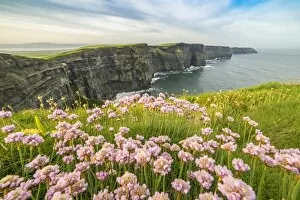 Images Dated 25th February 2016: Cliffs of Moher with flowers on the foreground. Liscannor, Munster, Co.Clare, Ireland