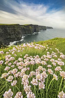 Images Dated 25th February 2016: Cliffs of Moher with flowers on the foreground. Liscannor, Munster, Co.Clare, Ireland