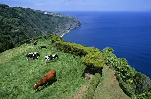 Cliff Top Prints: Clifftop view from Ponta da Madrugada on the island of Sao Miguel