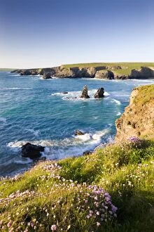 Clifftop view of Porthcothan Bay with Spring wildflowers, Cornwall, England. Spring